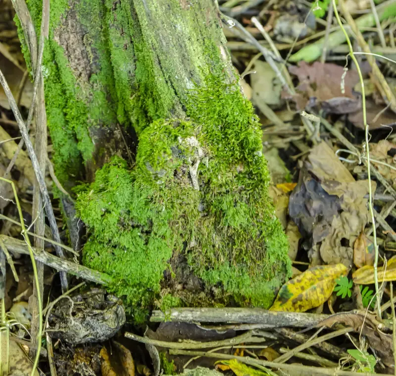 hypnum-moss-growing-foot-old-post-growing-post-planted-ground-covered-dry-leaves-stick-170147339.jpg