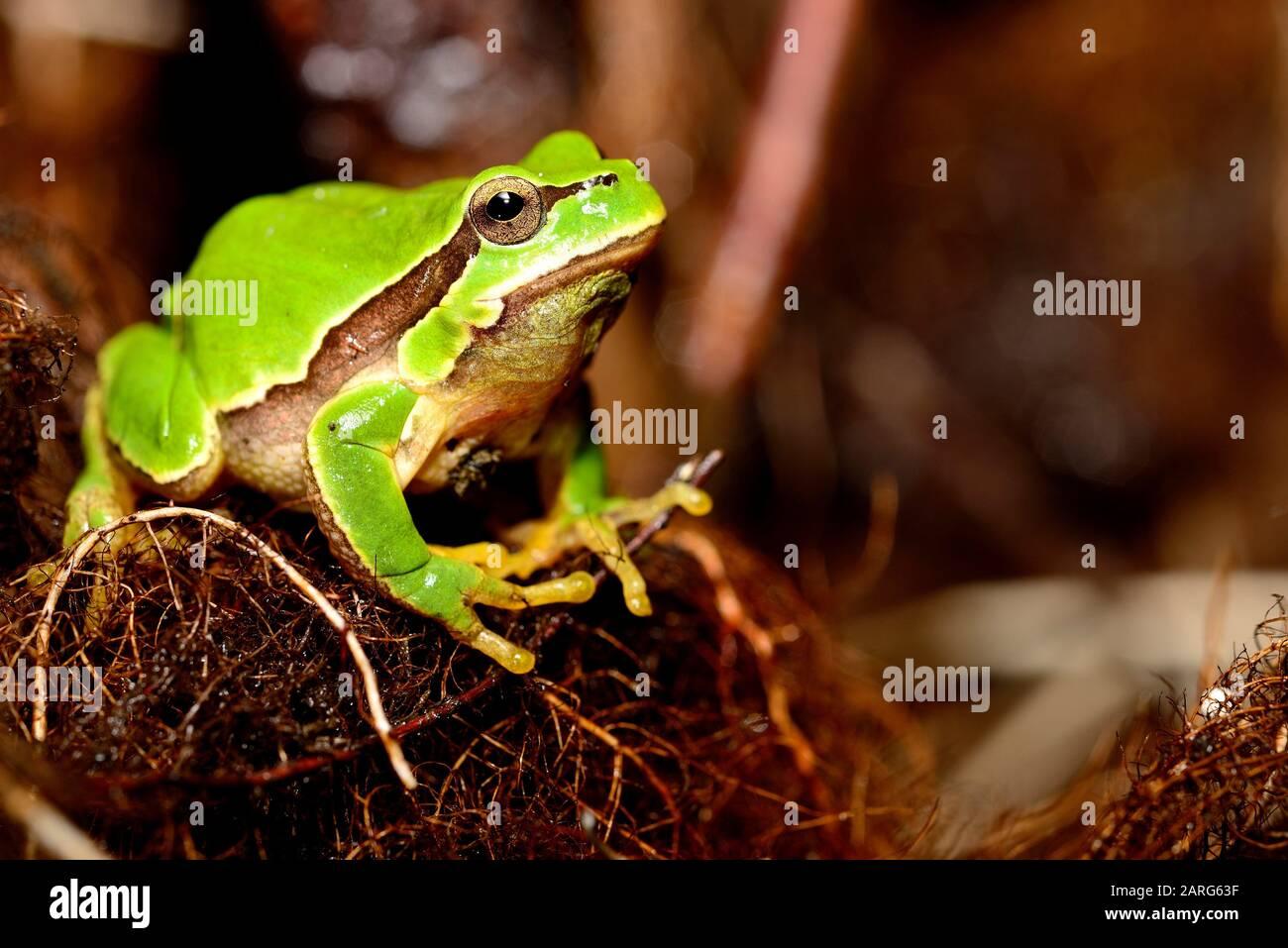 iberian-tree-frog-hyla-molleri-in-valdemanco-madrid-spain-2ARG63F.jpg