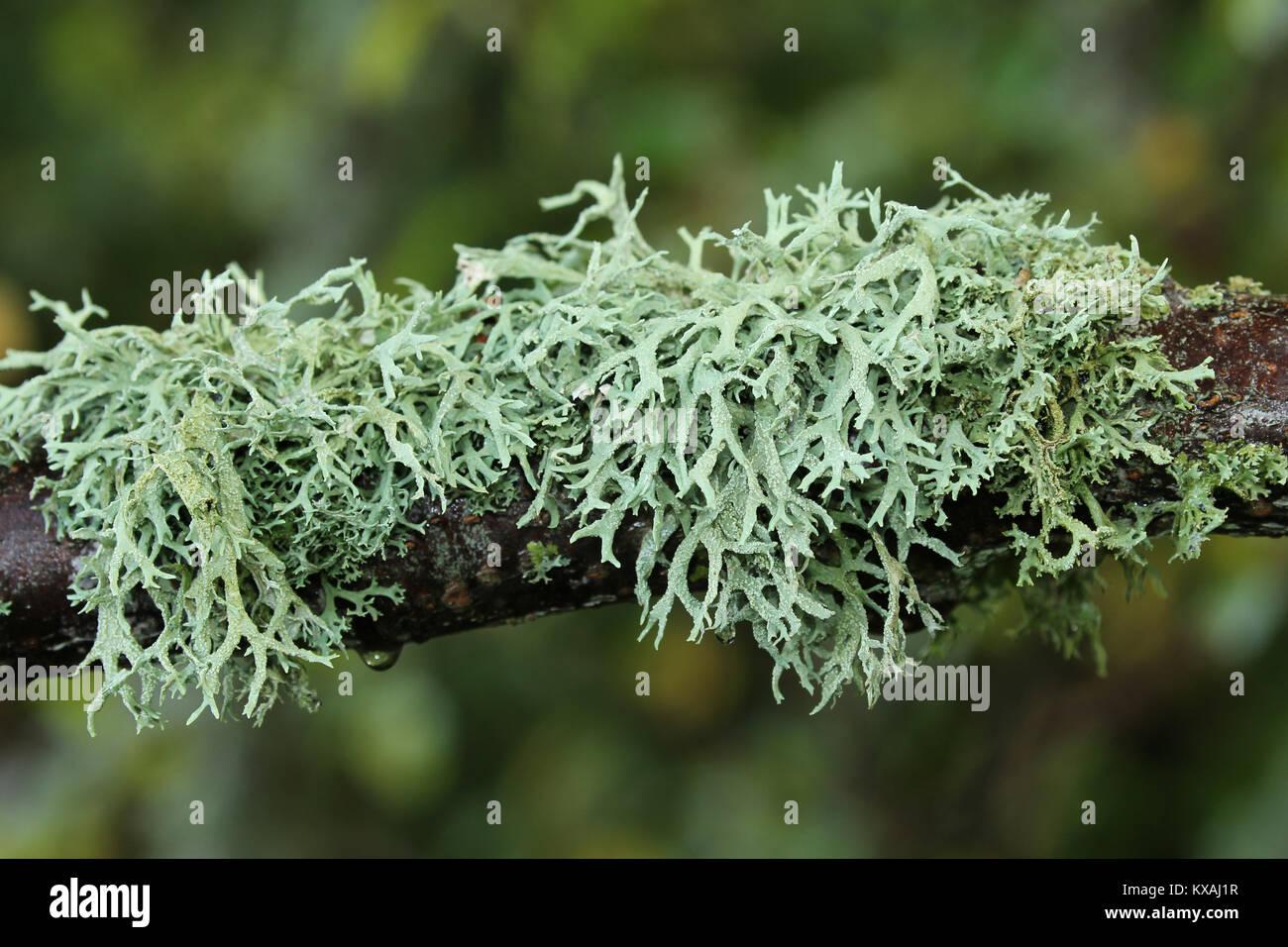 iceland-moss-cetraria-islandica-at-the-branch-southern-sweden-sweden-KXAJ1R.jpg