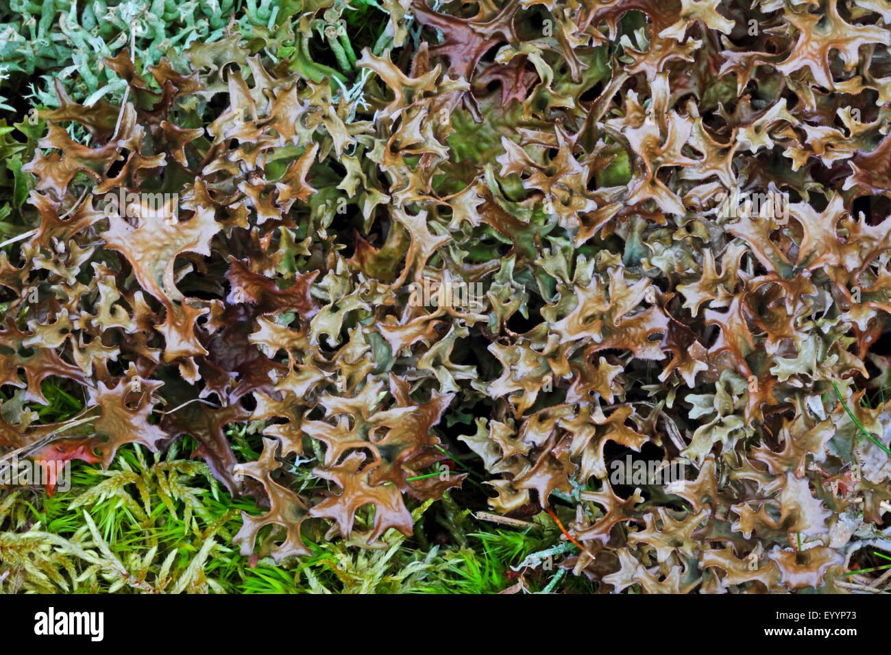 iceland-moss-cetraria-islandica-close-up-top-view-germany-EYYP73.jpg