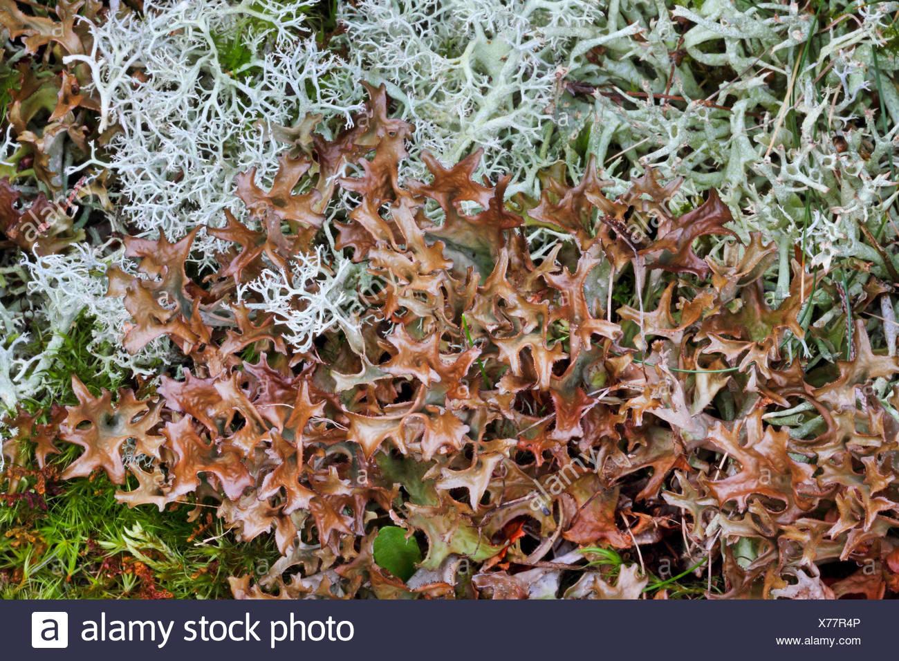 iceland-moss-cetraria-islandica-close-up-top-view-germany-X77R4P.jpg