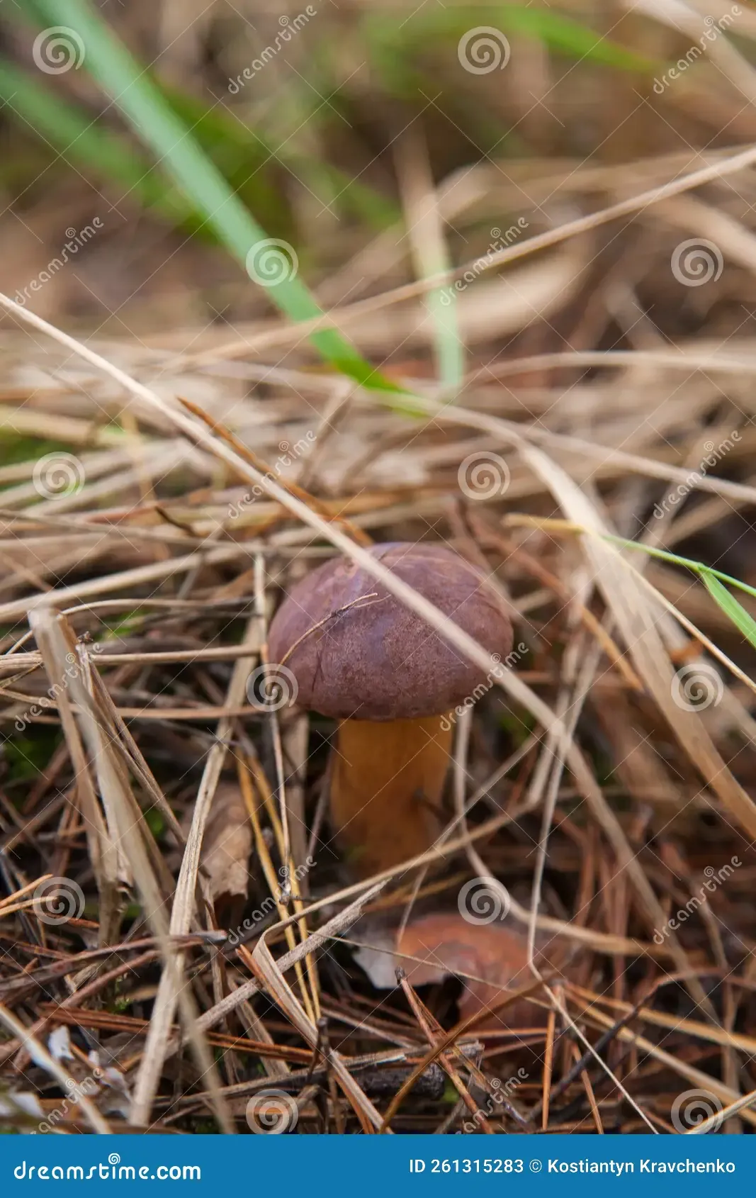 imleria-badia-boletus-badius-commonly-known-as-bay-bolete-growing-forest-floor-autumn-season-close-up-view-261315283.jpg