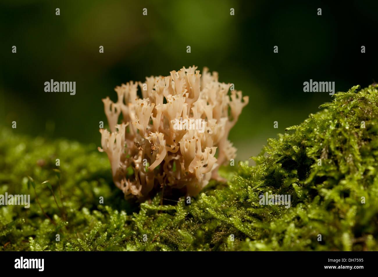 inedible-coral-fungusramaria-stricta-on-moss-DH7595.jpg