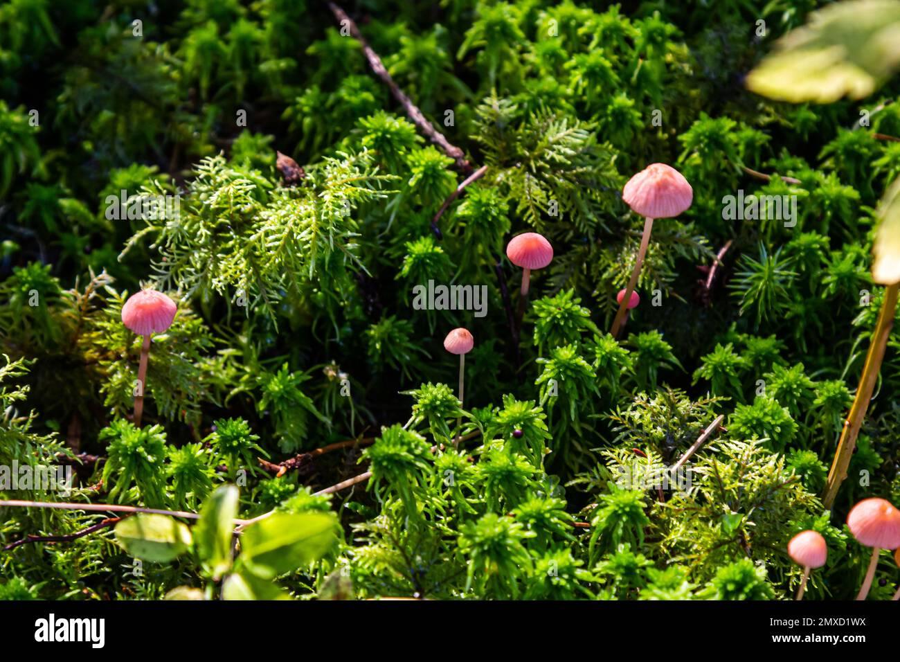 inedible-mushroom-mycena-rosella-in-the-spruce-forest-known-as-pink-bonnet-wild-mushrooms-growing-in-the-moss-2MXD1WX.jpg