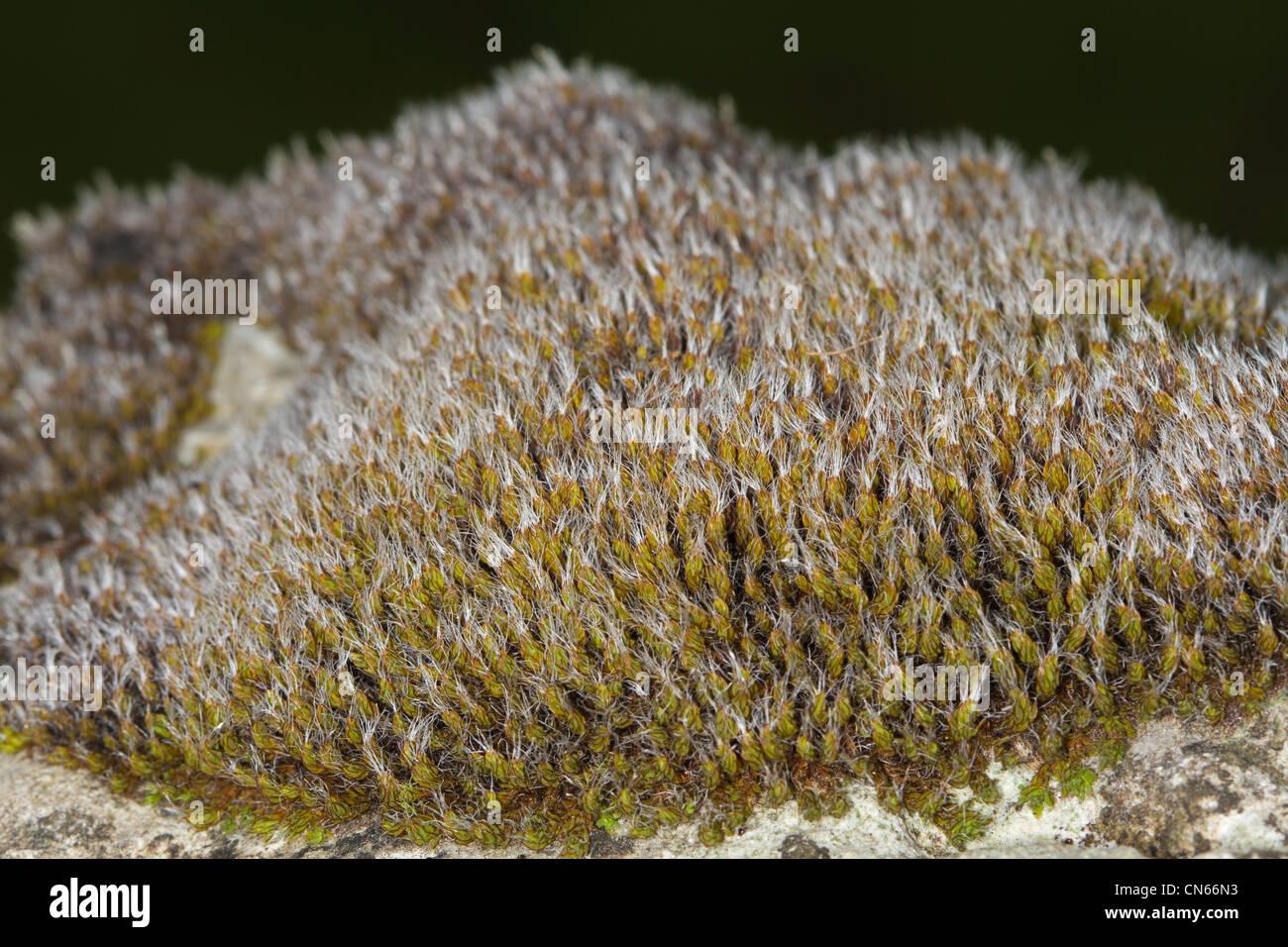 intermediate-screw-moss-syntrichia-intermedia-growing-on-a-dry-stone-CN66N3.jpg
