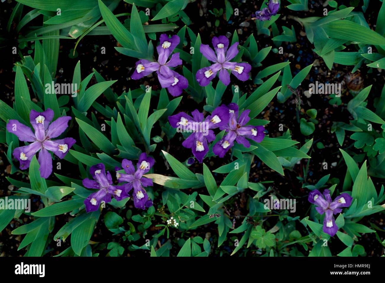 iris-lacustris-x-gracilipes-iridaceae-royal-horticultural-society-HMR9EJ.jpg