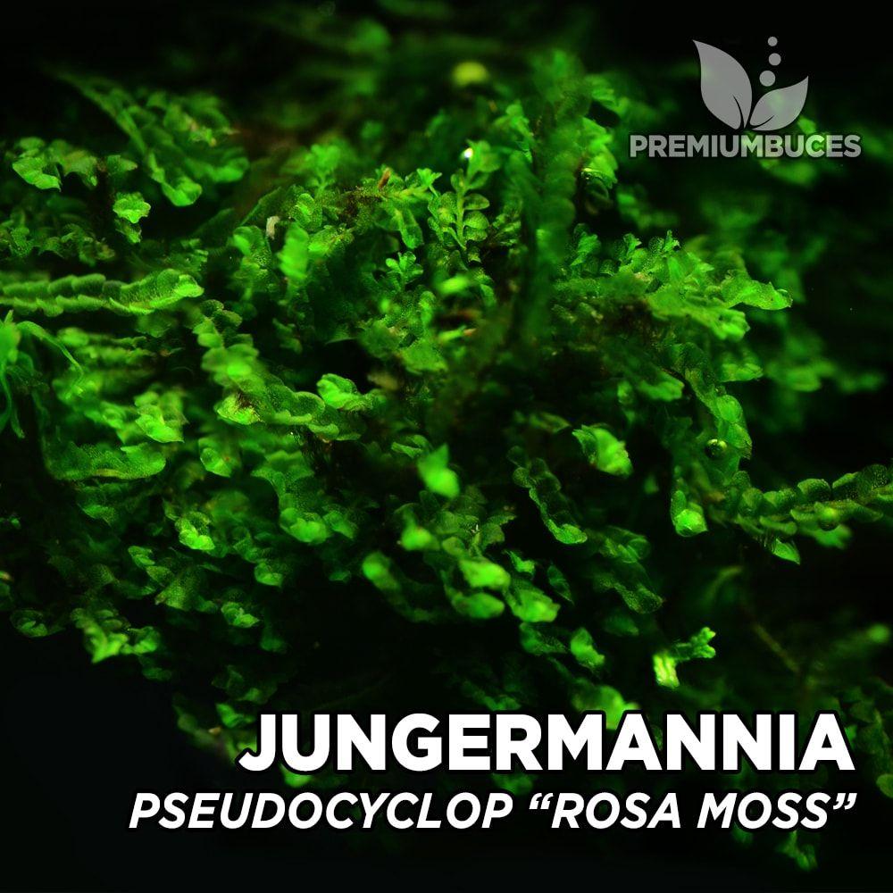 jungermannia-pseudocyclop-rosa-moss-1.jpg