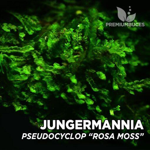 jungermannia-pseudocyclop-rosa-moss-1-510x510.jpg