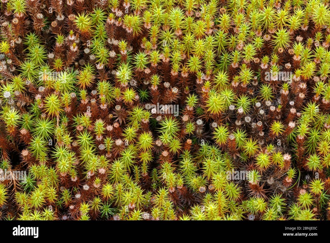 juniper-hair-cap-moss-polytrichum-juniperinum-peak-district-national-park-derbyshire-uk-2BNJE0C.jpg