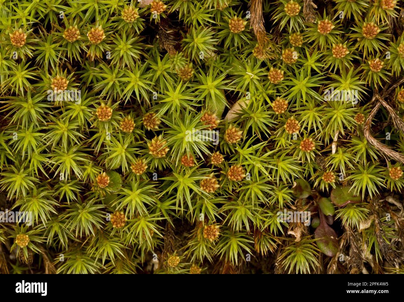 juniper-leaved-juniper-haircap-polytrichum-juniperinum-male-plants-with-archegonia-exmoor-n-p-somerset-england-united-kingdom-europe-2PFK4W5.jpg
