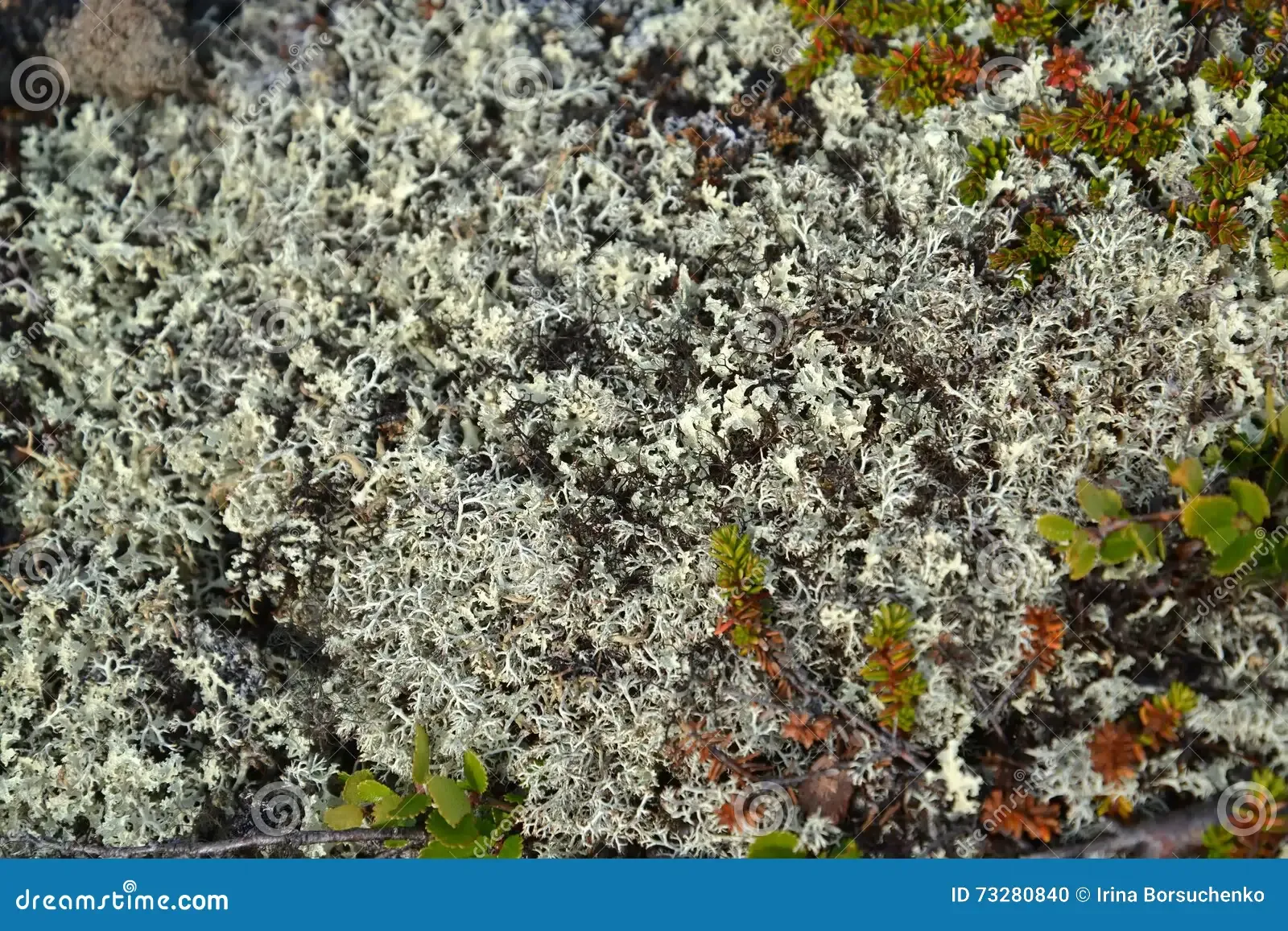 kladoniya-cervine-cervine-moss-reindeer-lichen-cladonia-rangiferina-l-weber-ex-f-h-wigg-grows-tundra-73280840.jpg