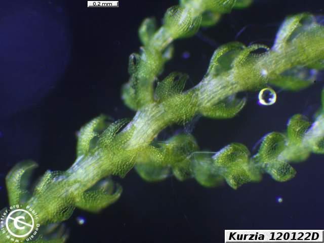 kurzia-120122D.JPG