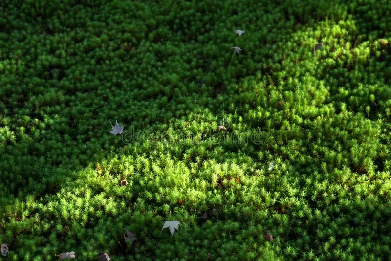 kyoto-japan-october-beautiful-green-moss-garden-beautiful-green-moss-garden-232378470.jpg
