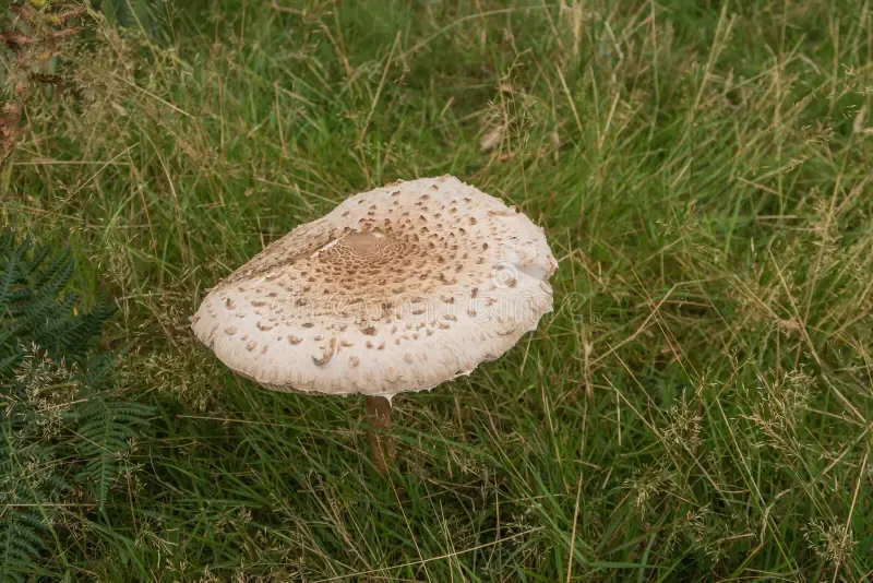 large-flat-parasol-mushroom-also-known-as-lepiota-procera-60778833.jpg