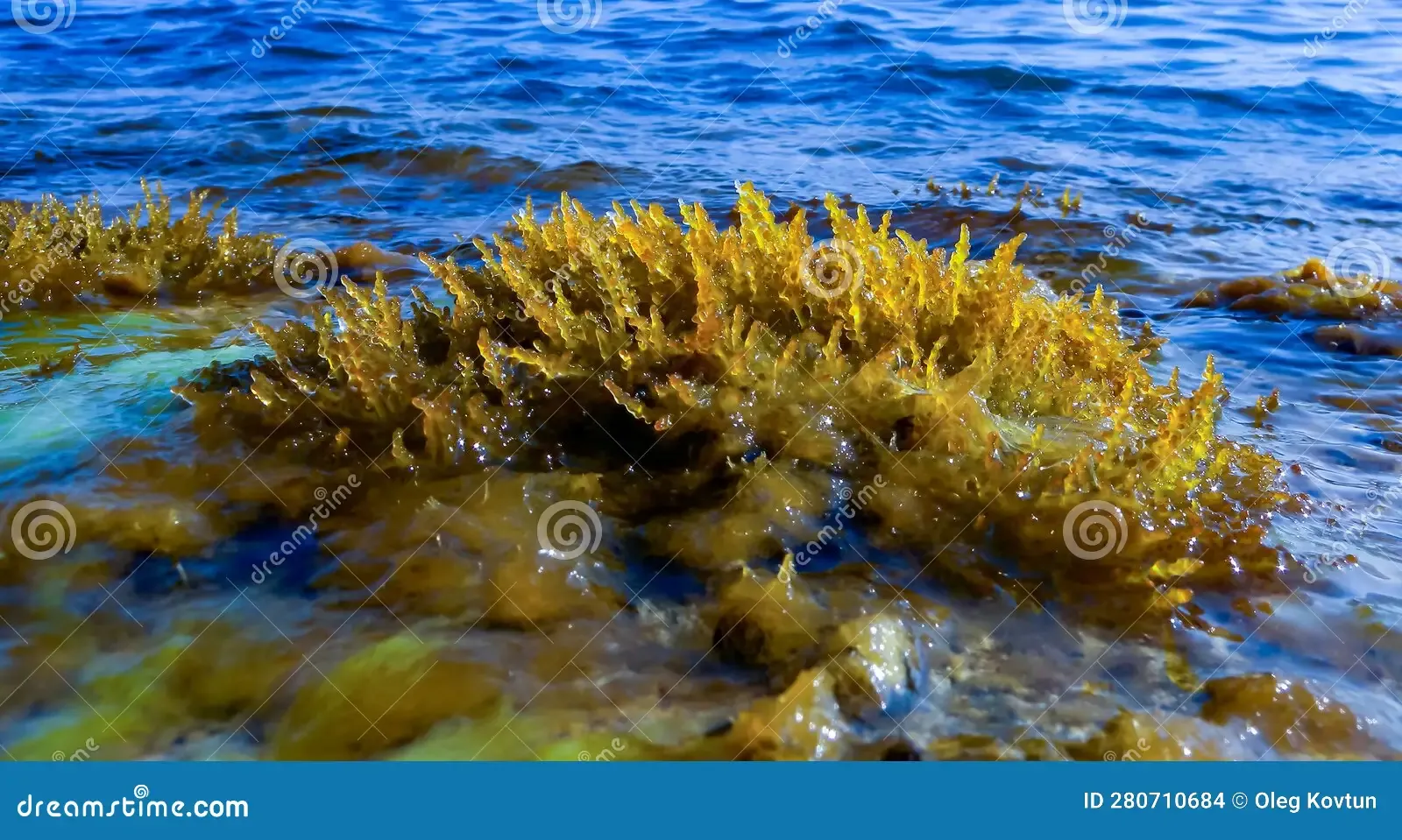 laurencia-papillosa-rhodophyta-algae-stones-water-s-edge-surge-western-crimea-280710684.jpg