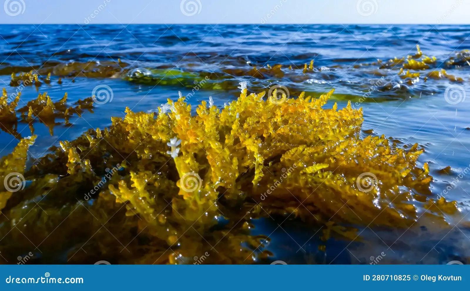 laurencia-papillosa-rhodophyta-algae-stones-water-s-edge-surge-western-crimea-280710825.jpg