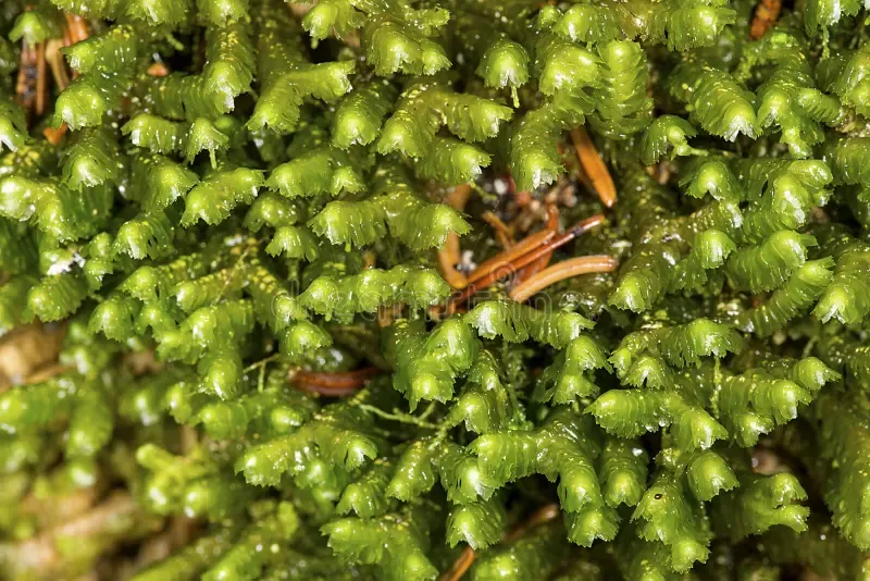 leafy-liverwort-plants-mt-kearsarge-new-hampshire-closeup-bazzania-common-mount-winslow-state-park-wilmot-99984342.jpg