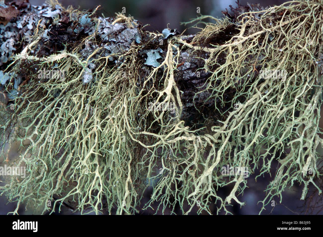 lichen-evernia-divaricata-B63J95.jpg