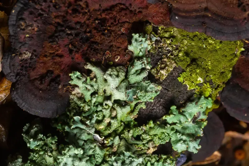 lichen-parmotrema-reticulatum-growing-fallen-log-265021625.jpg