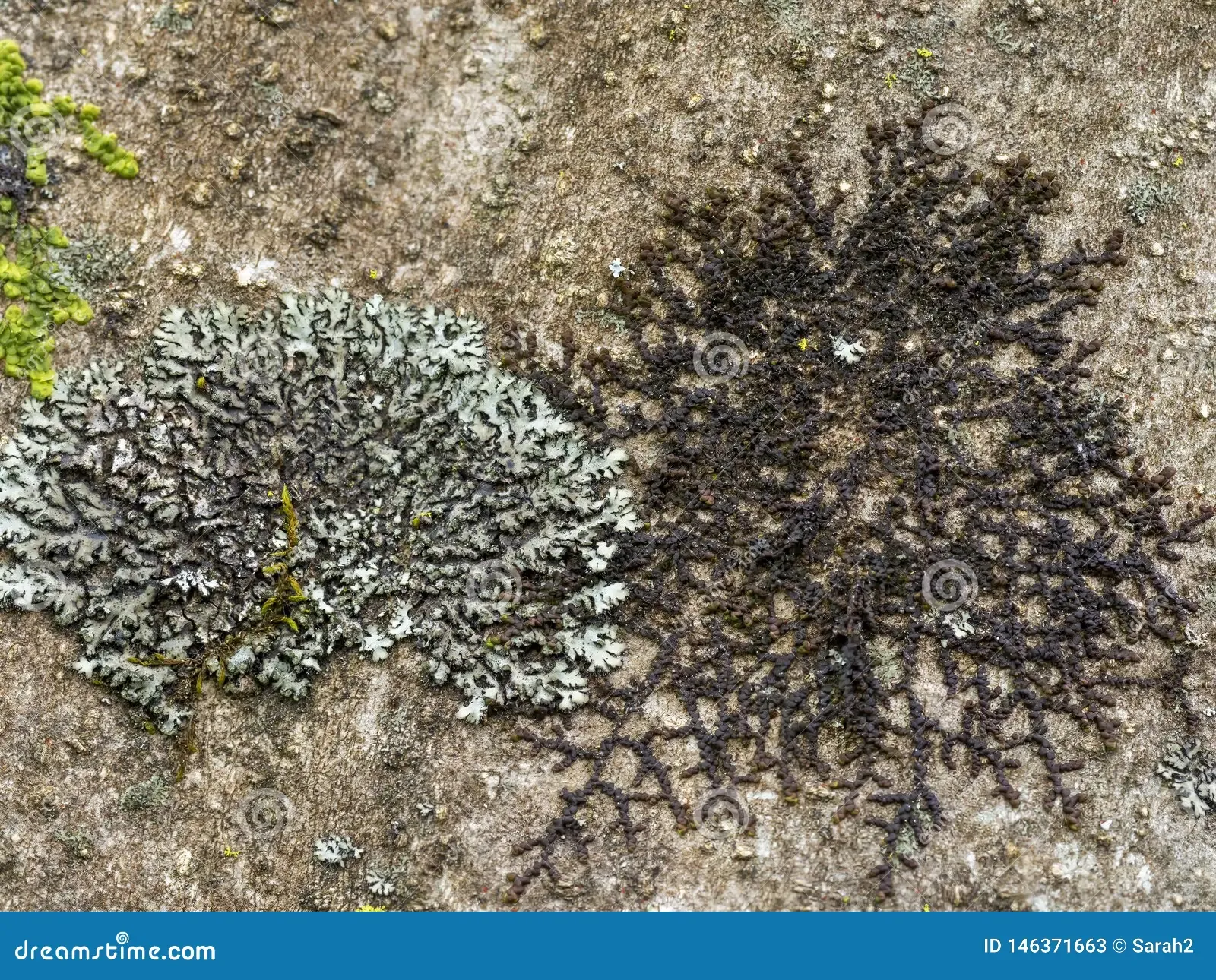 lichen-phaeophyscia-orbicularis-frullania-probably-dilatata-nature-detail-146371663.jpg