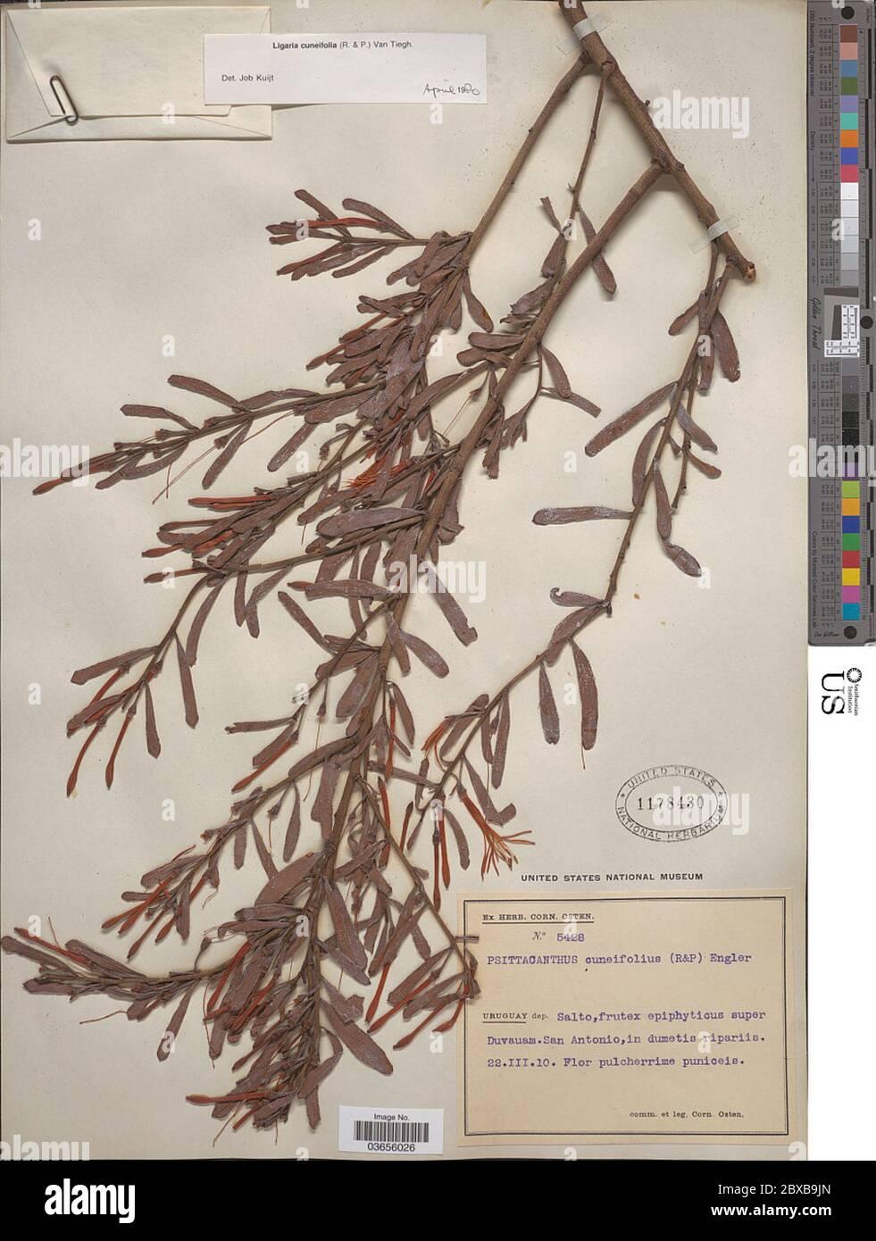 ligaria-cuneifolia-ligaria-cuneifolia-2BXB9JN.jpg
