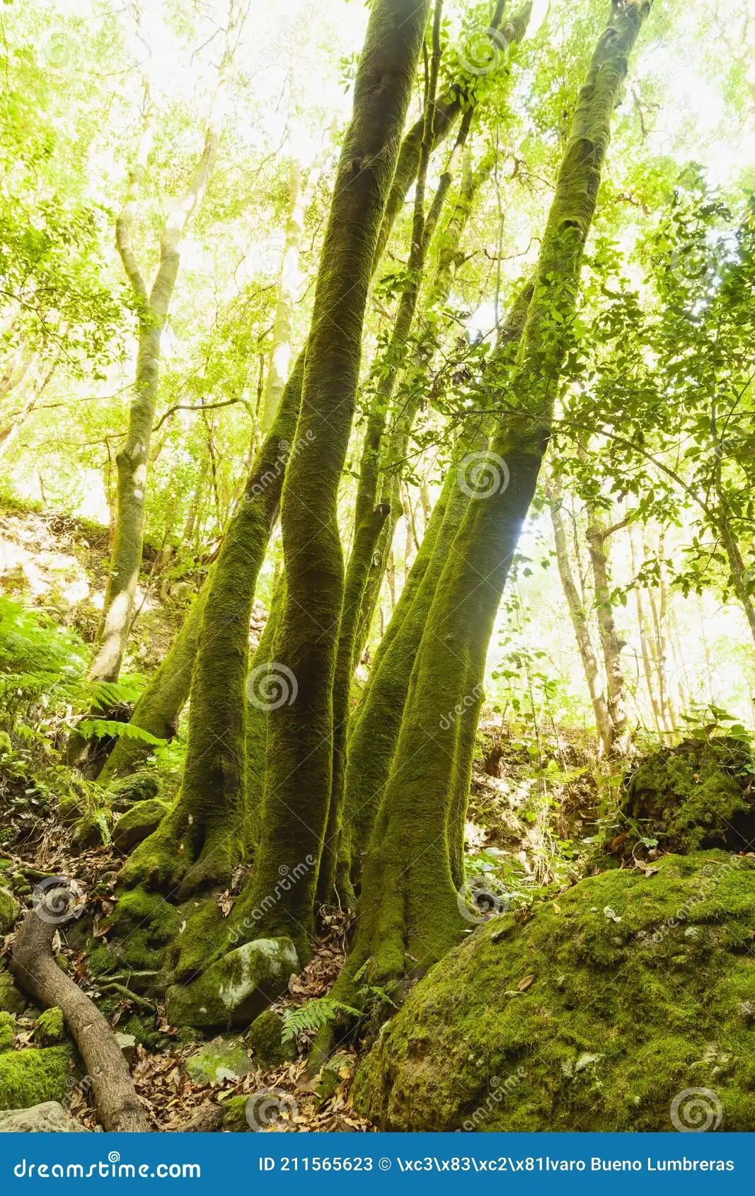 linden-trees-covered-green-moss-la-palma-spain-trunks-forest-island-canary-islands-next-to-nacientes-de-marcos-211565623.jpg