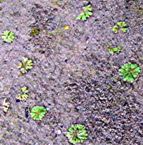 liverwort-Riccia-frostiiclose-295x300.jpg