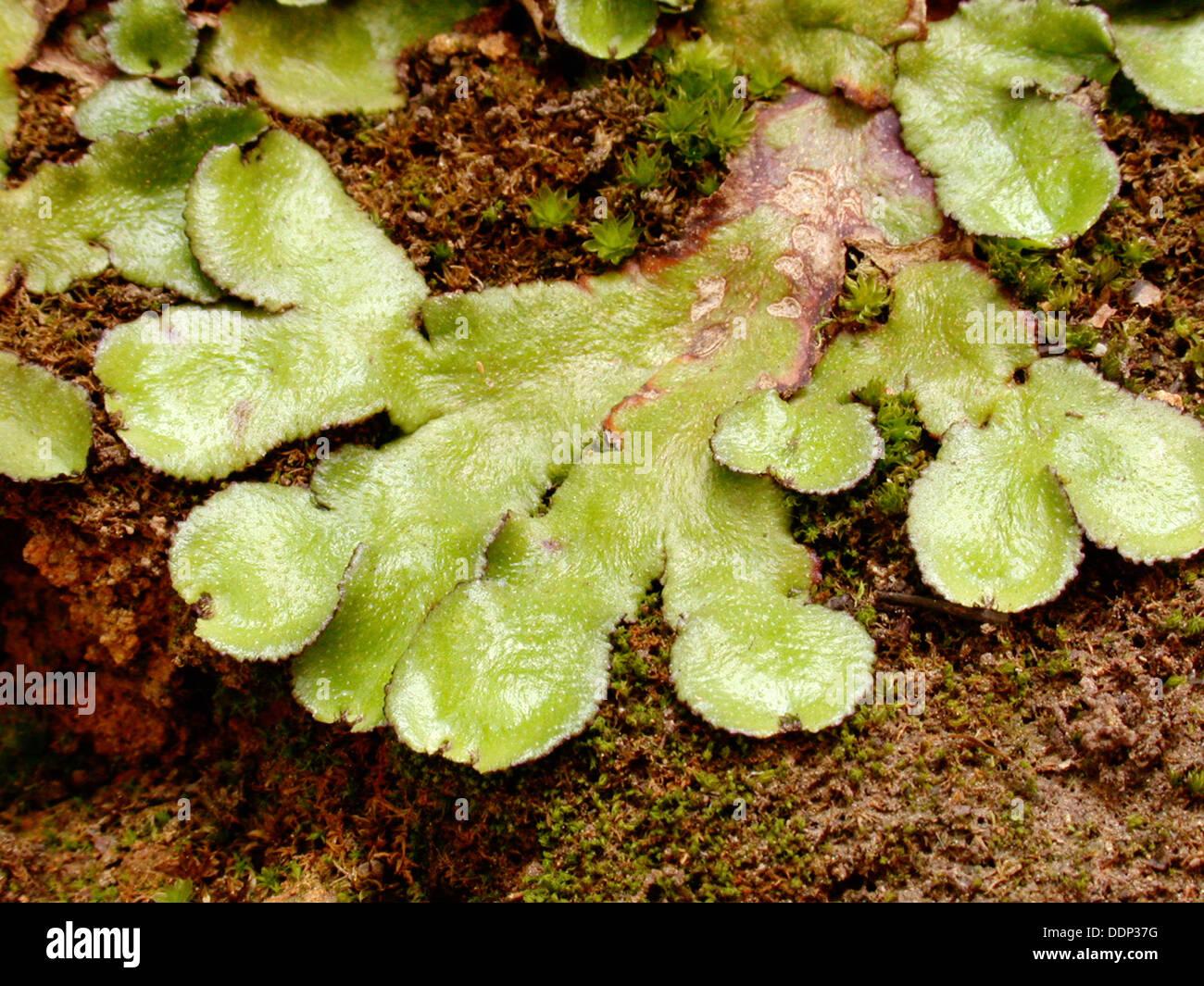 liverwort-asterella-sp-DDP37G.jpg