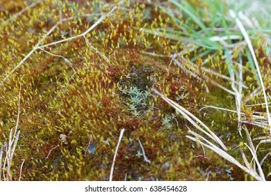 living-world-mosses-tortula-wall-260nw-638454628.jpg