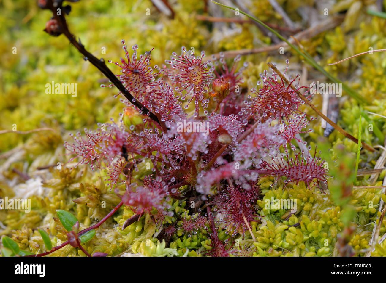 long-leaved-sundew-oblong-leaved-sundew-spoon-leaved-sundew-drosera-EBND8R.jpg