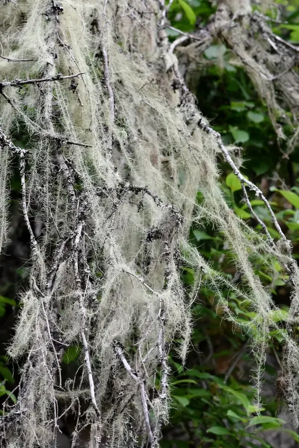 long-lichen-old-man-s-beard-dolichousnea-longissima-old-spruce-tree-longest-lichen-dolichousnea-longissima-forest-121257382.jpg