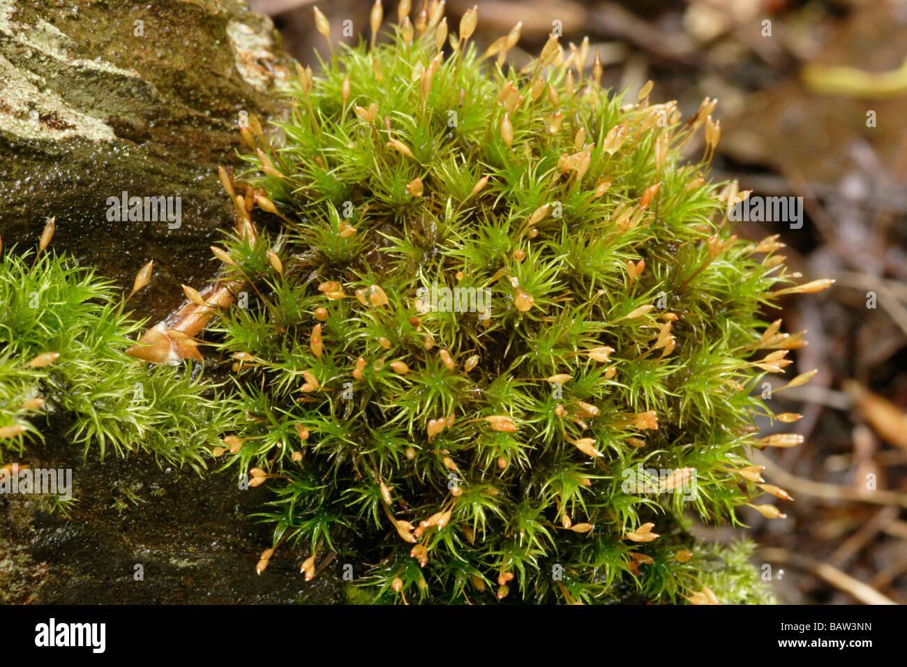 long-shanked-pincushion-moss-ptychomitrium-polyphyllum-with-capsules-BAW3NN.jpg