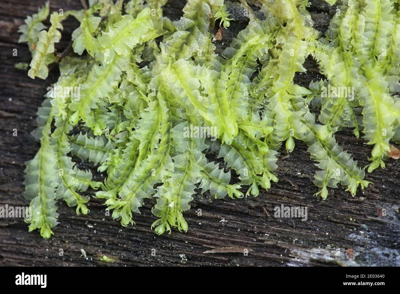lophocolea-eterophylla-il-crestwort-a-foglie-variabili-un-verwart-finlandese-2e03640.jpg