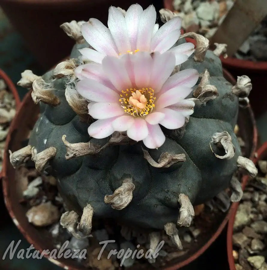 lophophora-williamsii-peyote-cactus-flores.jpg