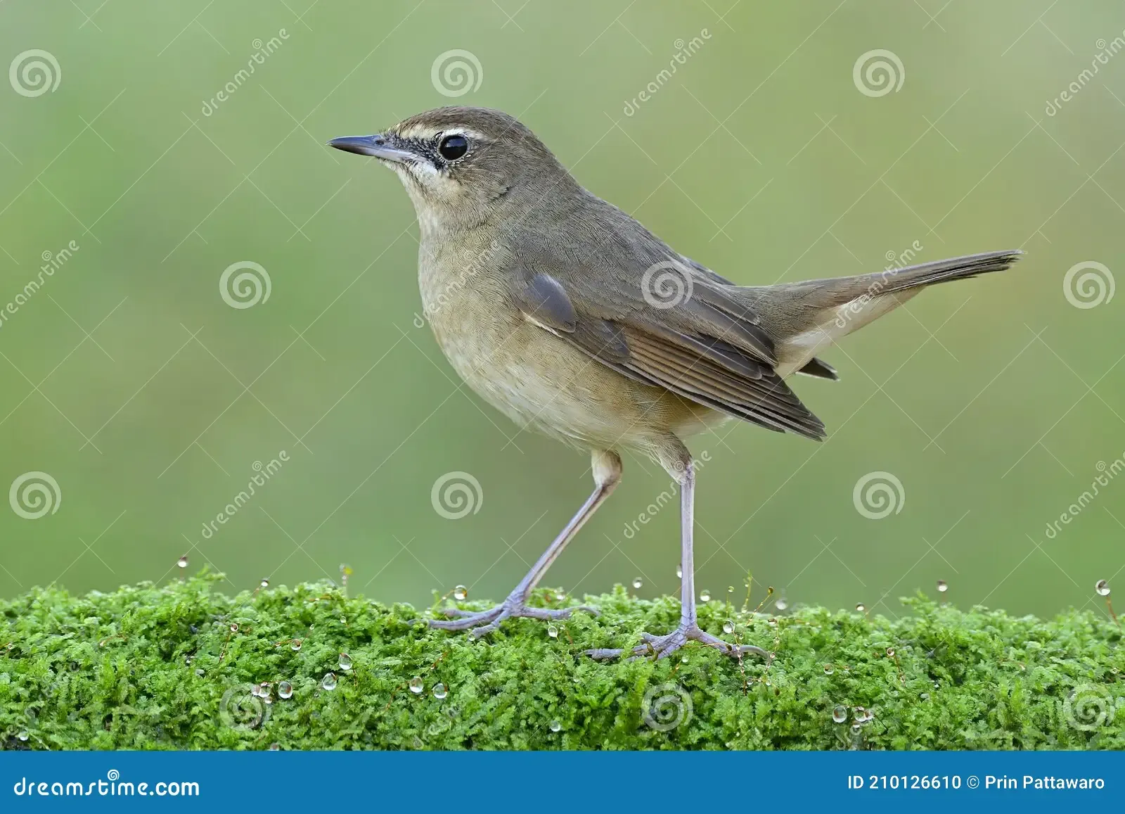 lovely-brown-brid-walking-fresh-green-moss-grass-water-drops-female-siberian-rubythroat-luscinia-calliope-210126610.jpg