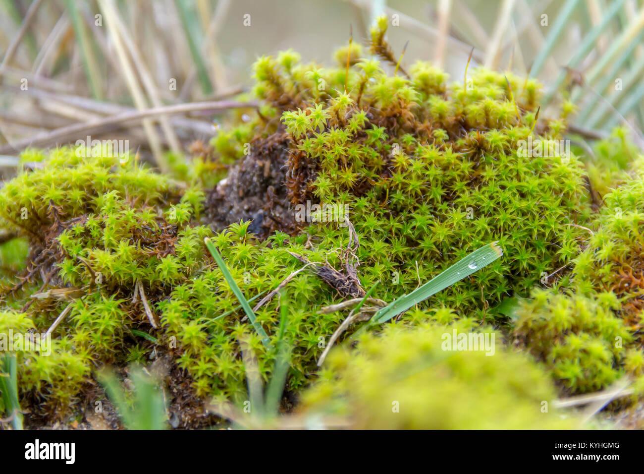 low-angle-shot-sowing-some-twisted-moss-seen-near-sand-dunes-in-the-KYHGMG.jpg