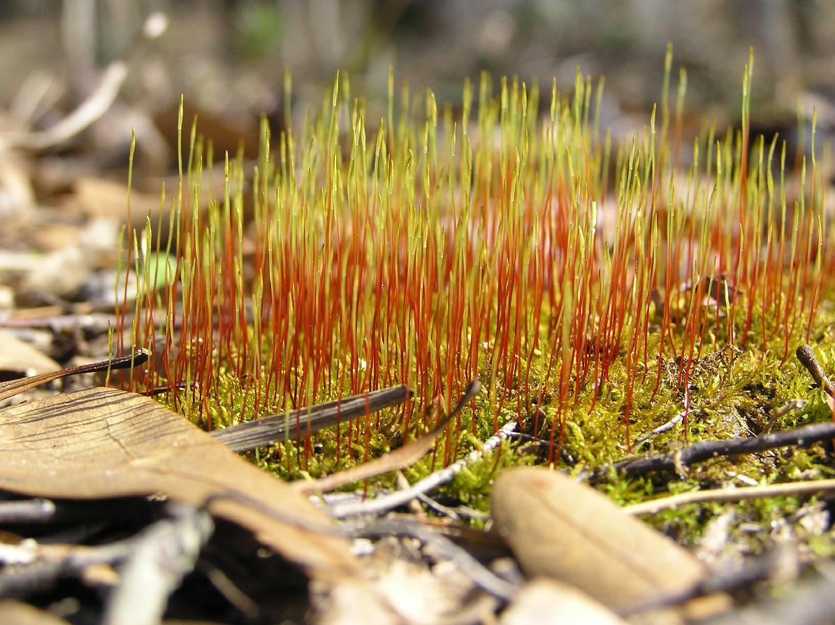 lrHaplocladium_microphyllum2.jpg