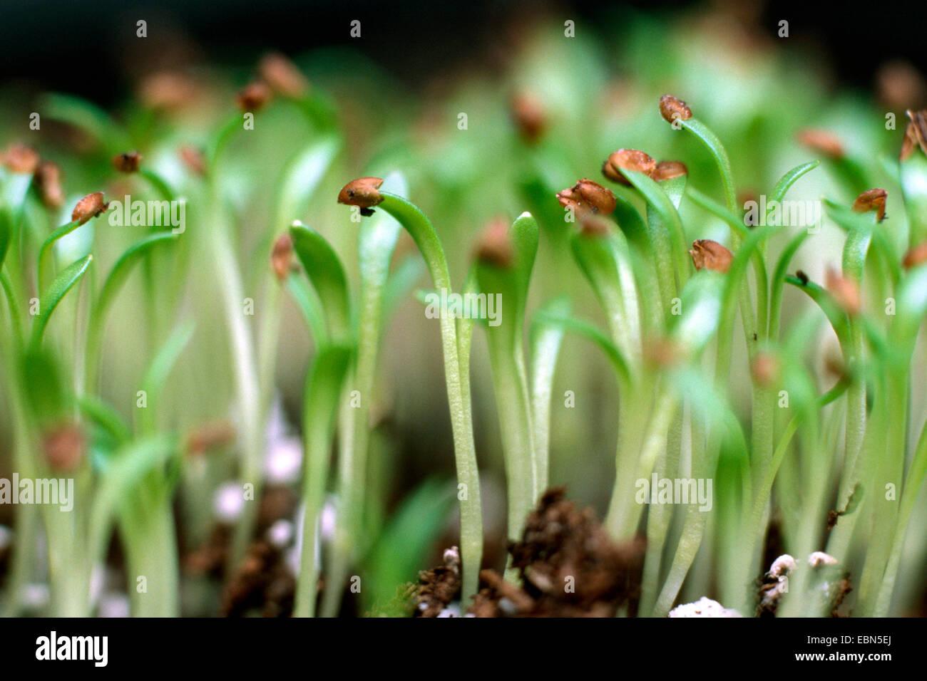 maca-lepidium-meyenii-lepidium-peruvianum-seedlings-EBN5EJ.jpg