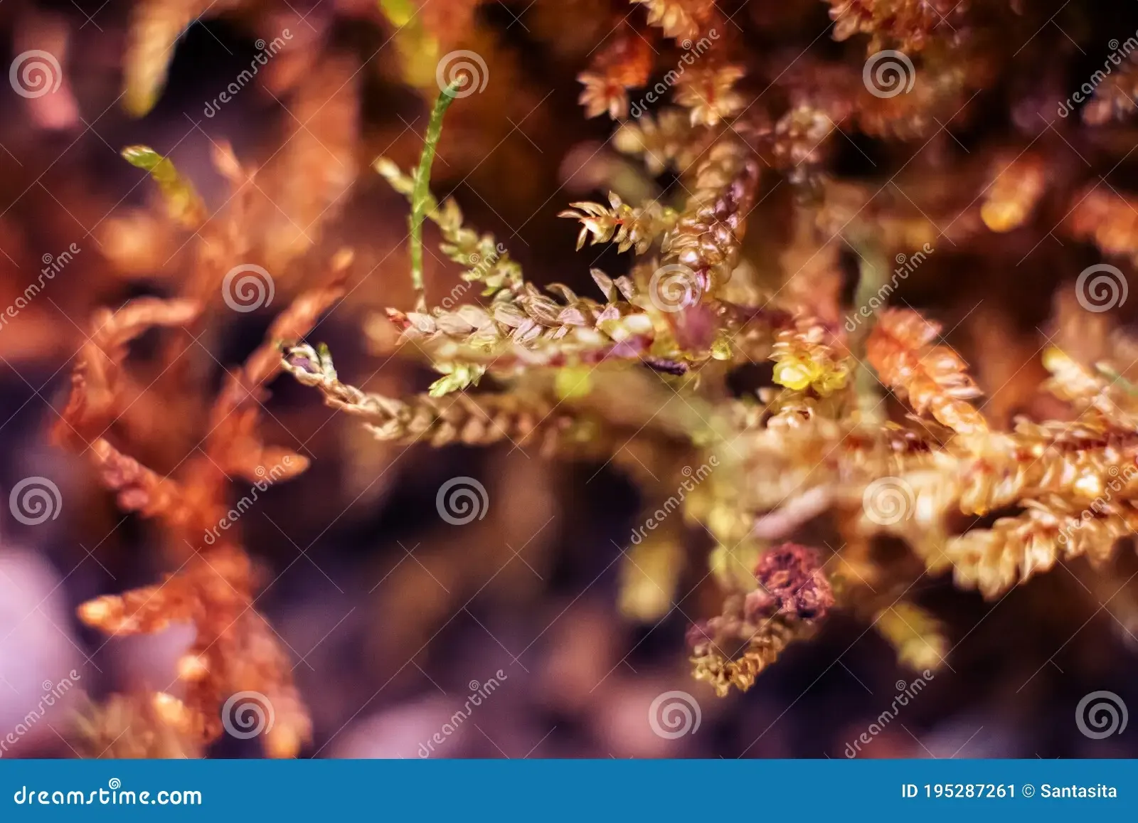 macro-bryum-moss-pohlia-nutans-dew-drops-forest-floor-over-dark-green-background-mossy-plants-mosses-195287261.jpg