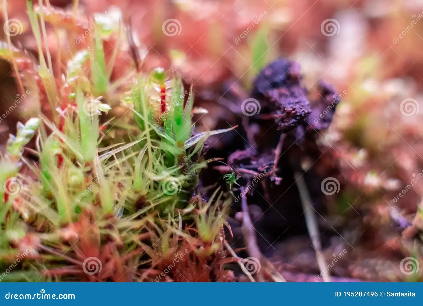 macro-bryum-moss-pohlia-nutans-dew-drops-forest-floor-over-dark-green-background-mossy-plants-mosses-195287496.jpg