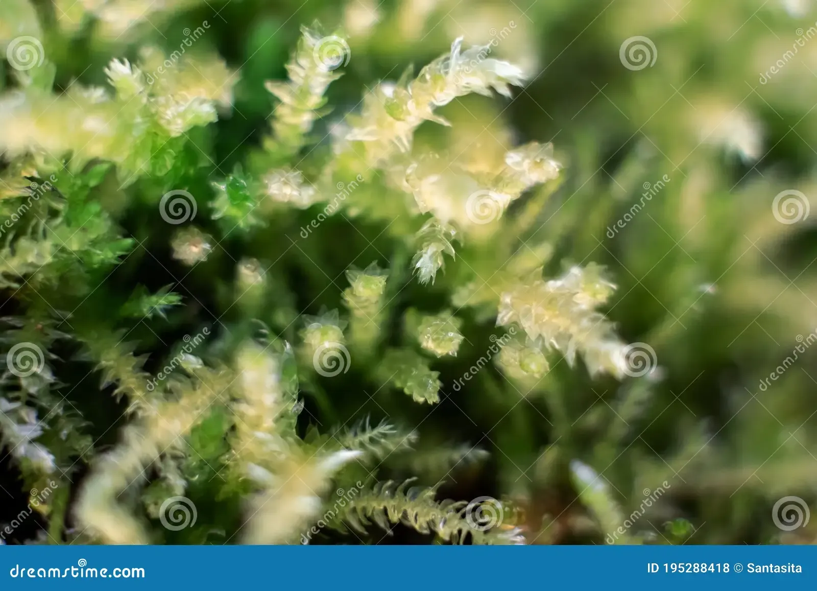macro-bryum-moss-pohlia-nutans-dew-drops-forest-floor-over-dark-green-background-mossy-plants-mosses-195288418.jpg