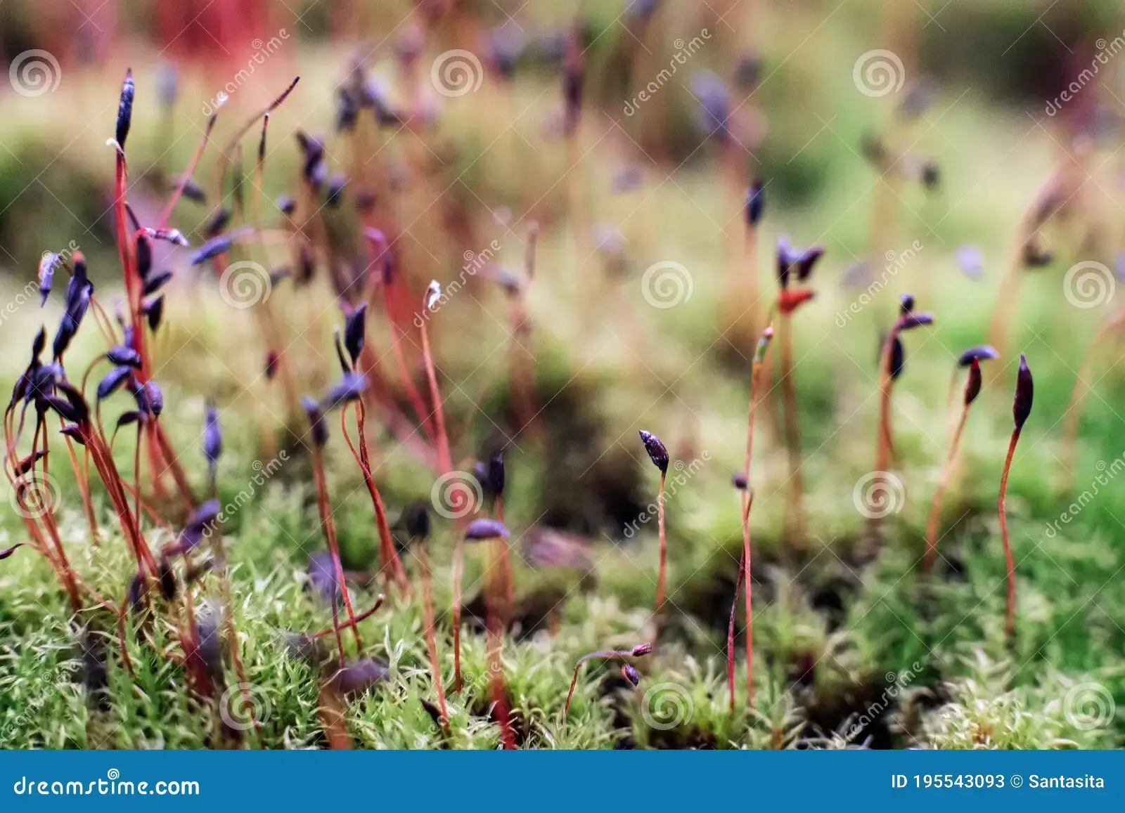 macro-bryum-moss-pohlia-nutans-dew-drops-forest-floor-over-dark-green-background-mossy-plants-mosses-195543093.jpg