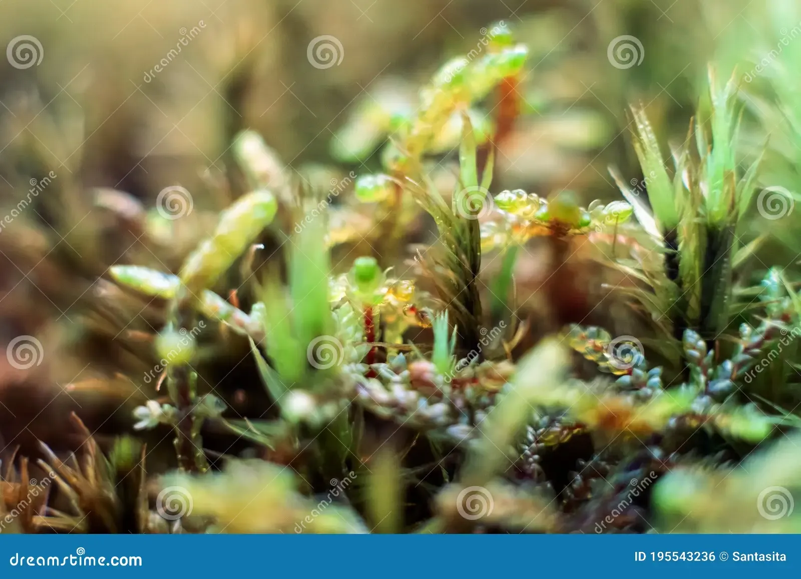 macro-bryum-moss-pohlia-nutans-dew-drops-forest-floor-over-dark-green-background-mossy-plants-mosses-195543236.jpg