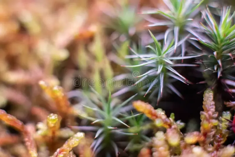 macro-bryum-moss-pohlia-nutans-dew-drops-forest-floor-over-dark-green-background-mossy-plants-mosses-195543441.jpg