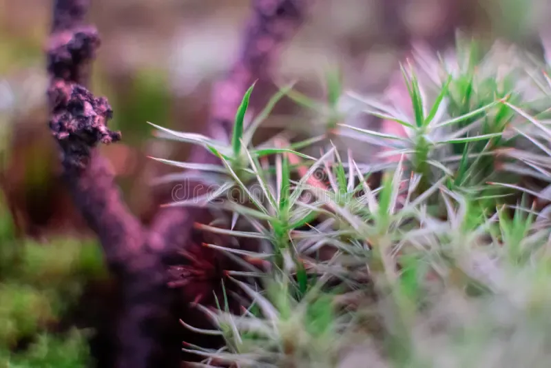 macro-bryum-moss-pohlia-nutans-dew-drops-forest-floor-over-dark-green-background-mossy-plants-mosses-195929720.jpg