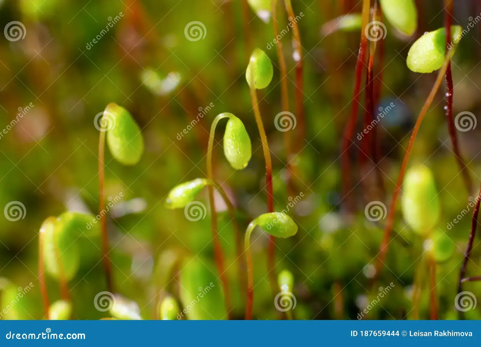 macro-bryum-moss-pohlia-nutans-green-spore-capsules-growing-ground-close-up-macro-bryum-moss-pohlia-nutans-187659444.jpg