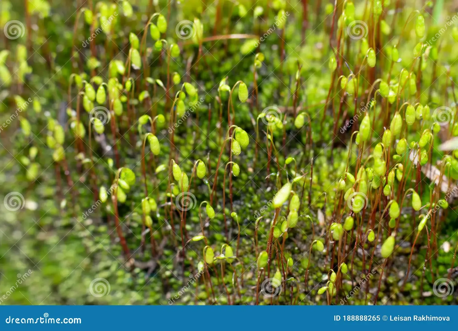 macro-bryum-moss-pohlia-nutans-green-spore-capsules-growing-ground-close-up-photo-bryophyte-188888265.jpg