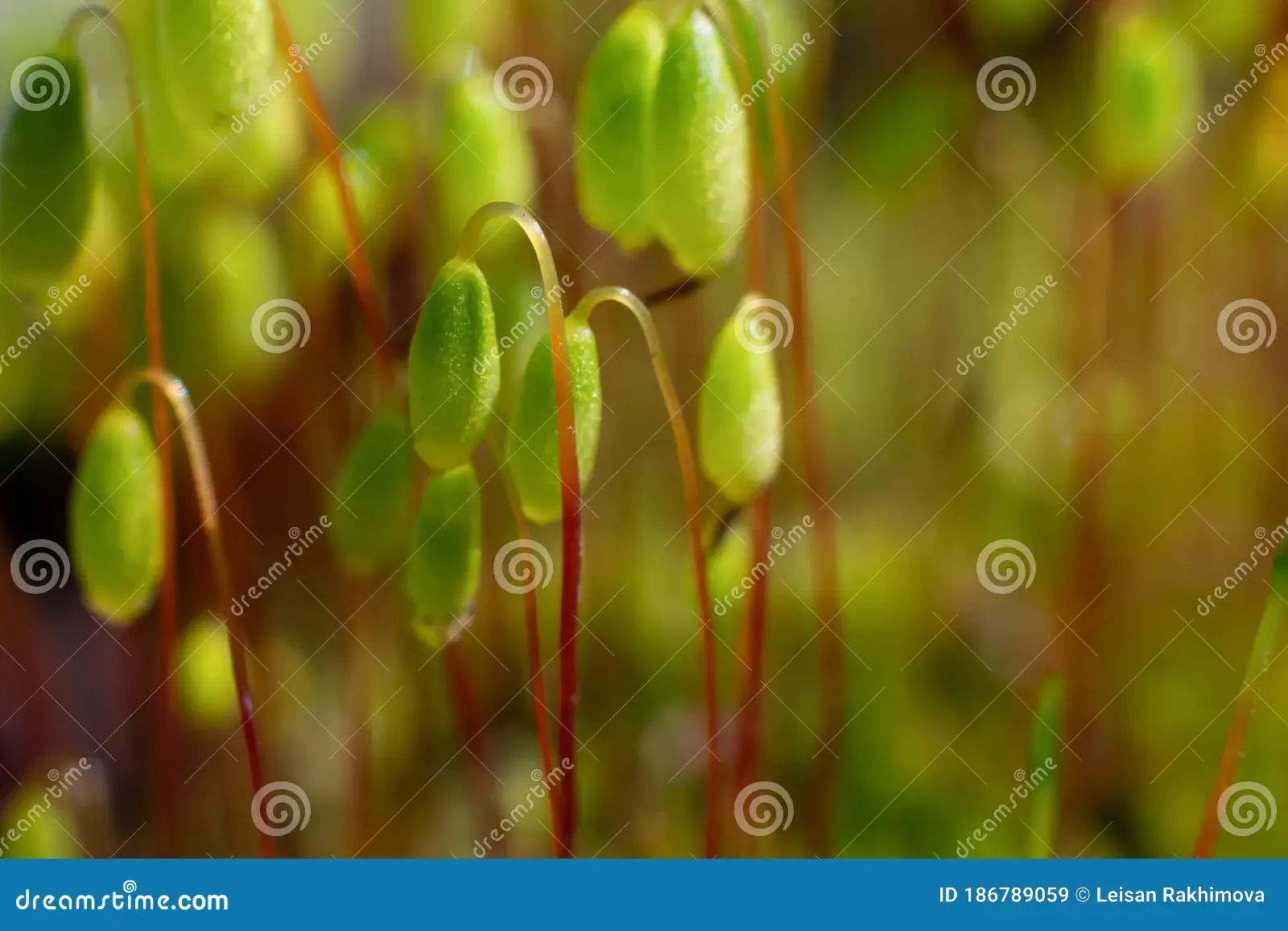 macro-bryum-moss-pohlia-nutans-green-spore-capsules-growing-ground-close-up-photo-macro-bryum-moss-pohlia-nutans-186789059.jpg