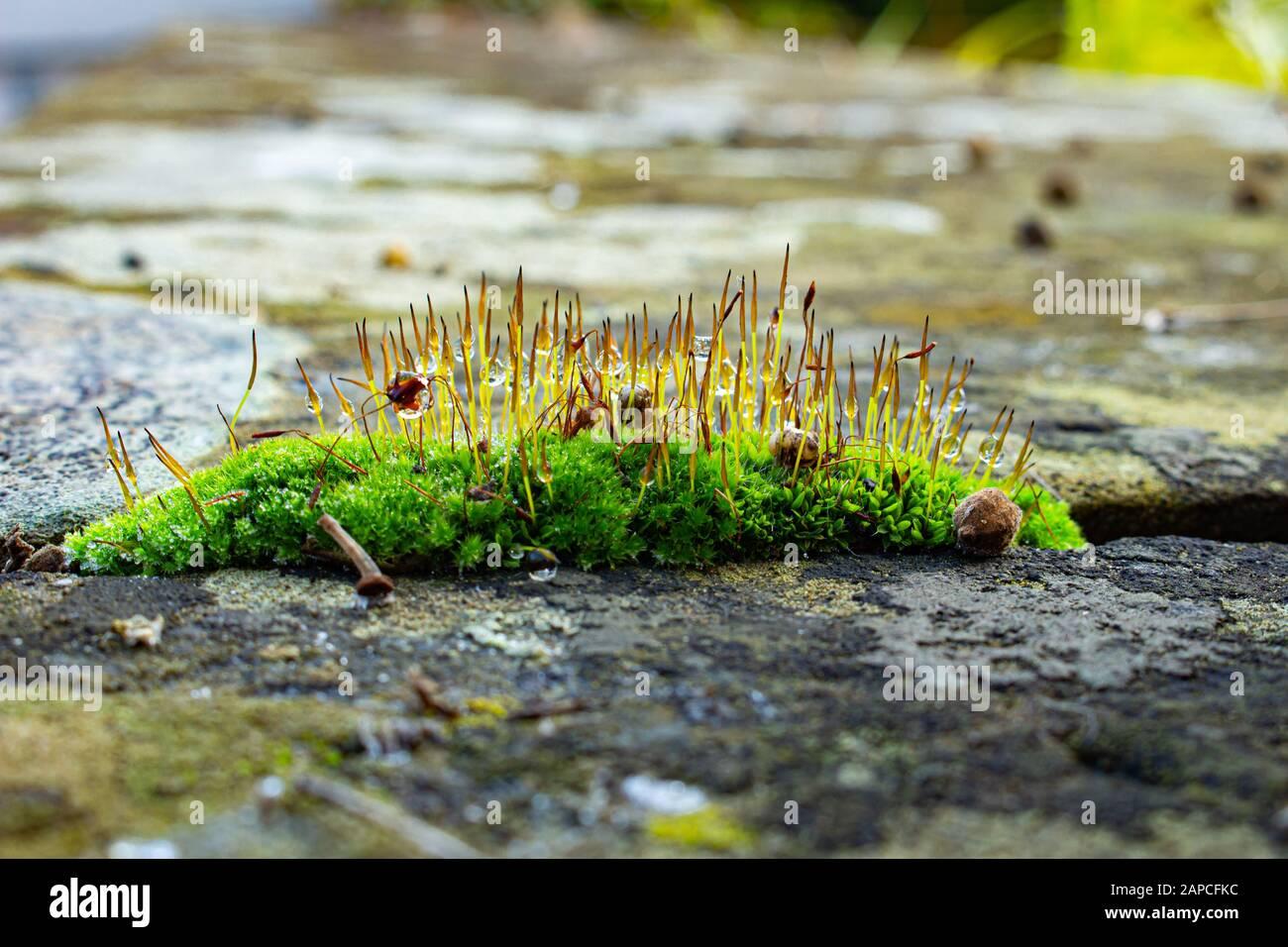 macro-of-fresh-moss-with-droplets-of-water-lichen-and-seeds-of-a-linden-on-a-sandstone-wall-selective-focus-bokeh-2APCFKC.jpg