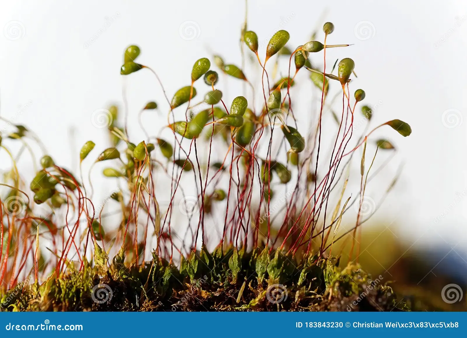 macro-photo-sporophytes-bryum-moss-macro-photo-sporophytes-bryum-moss-white-background-183843230.jpg